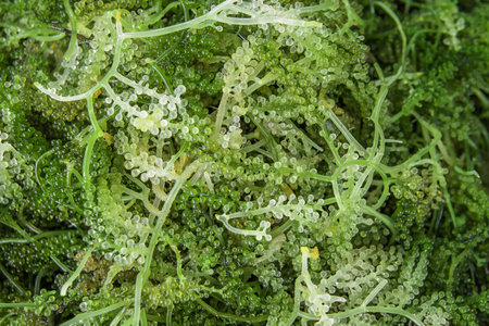 Sea grapes ( green caviar ) seaweed, Healthy food.