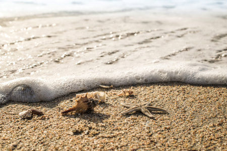 Starfish and soft wave on the sandy beachの写真素材