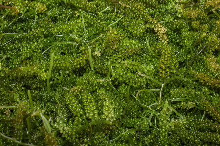 Sea grapes ( green caviar ) seaweed, Healthy food.