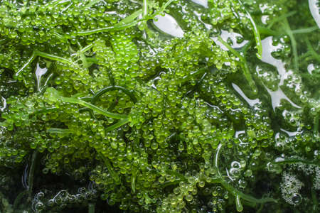 Sea grapes ( green caviar ) seaweed, Healthy food.の写真素材
