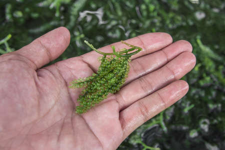 Sea grapes ( green caviar ) seaweed, Healthy food.の写真素材