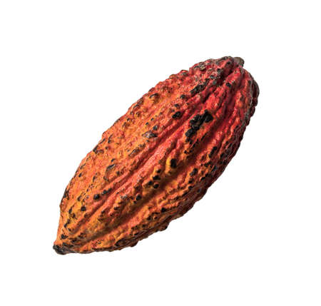 Cocoa Beans and Cocoa Fruits, Fresh cocoa pod Cocoa Beans and Cocoa Fruits on white background.の写真素材