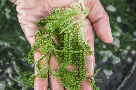 Sea grapes ( green caviar ) seaweed, Healthy food.