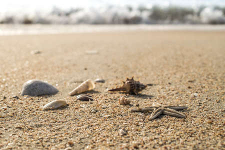 Starfish and soft wave on the sandy beachの写真素材