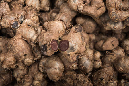 Black  Galingale Kaempferi a parviflora Wallich, believed to help maintain male sexual performance.の写真素材