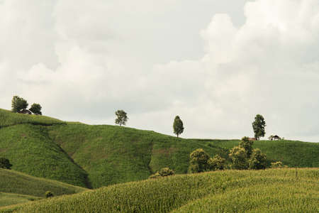 Rural landscape, Field of corn ready for harvest in the background the mountains with blue Sky with clouds.の写真素材