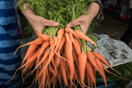 Orange baby carrots piled in local market, Fresh carrots after harvested from the farmの写真素材