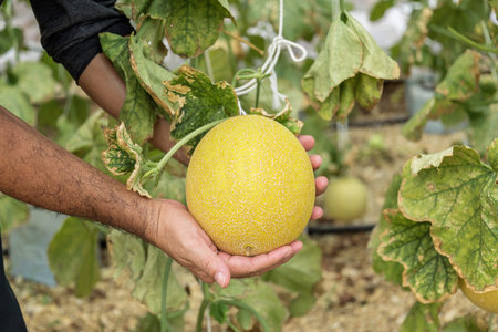melons in the garden, man hands holding melon in greenhouse melon farm.の写真素材