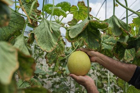 melons in the garden, man hands holding melon in greenhouse melon farm.の写真素材