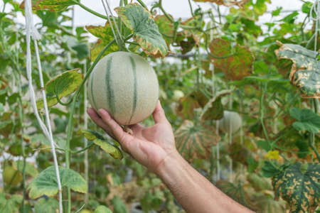 melons in the garden, man hands holding melon in greenhouse melon farm.の写真素材