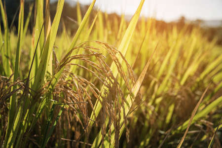 Close up of green paddy rice plant in morning.の写真素材