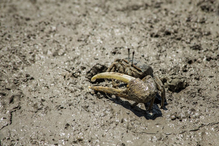 Fiddler Crab (Crab paw) in mangrove forest, Thailand.