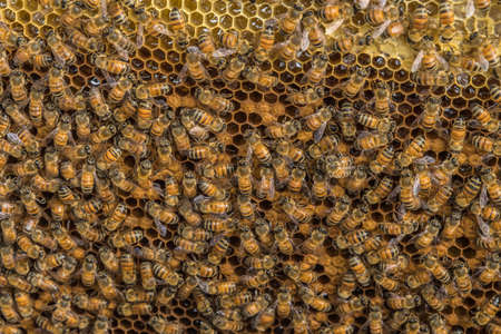Close up view of the working bees on honey cells, Fresh honey in comb and working bees.の写真素材