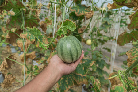 melons in the garden, man hands holding melon in greenhouse melon farm.の写真素材