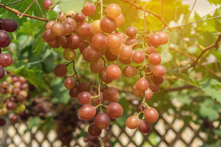 Large bunch of red wine grapes hang from a vine with green leaves. Nature background . Wine concept.の写真素材