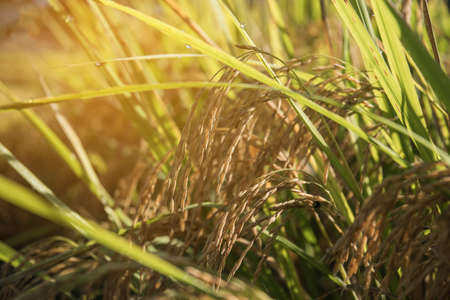 Close up of green paddy rice plant in morning.の写真素材