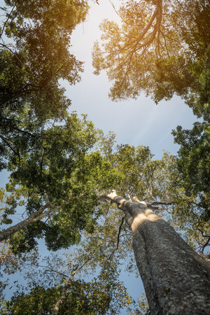 Looking up the trunk of a giant rainforest tree to the canopy, Thailand.