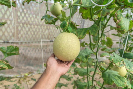 melons in the garden, man hands holding melon in greenhouse melon farm.の写真素材