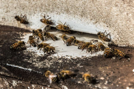 bees flying back in hive after a harvest period, Thailand.の写真素材