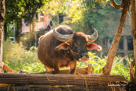 buffalo in the corral with sunset.の写真素材