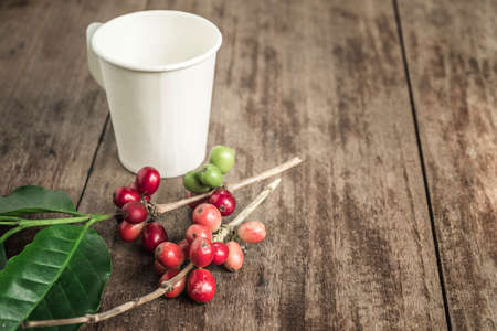 Coffee beans with real coffee fruits and leaves on wooden table close up.の写真素材