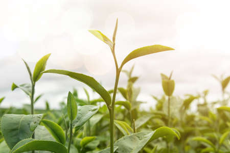 Green tea bud and fresh leaves in tea plantations, field of fresh green tea farm in Chiang Rai, North of Thailand(selective focus),natural backgroundの写真素材