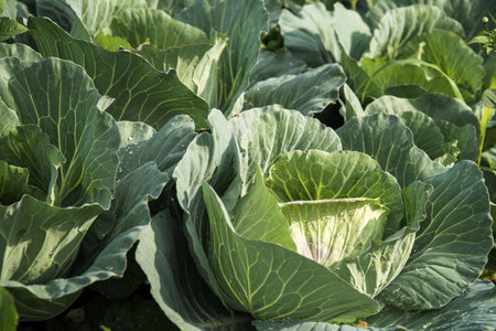 Landscape view of a freshly growing cabbage field, Thailand.