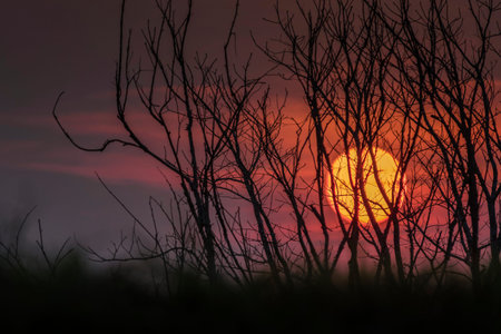 Halloween background with silhouette trees on mountain in spooky sunset sky atmosphere.の写真素材