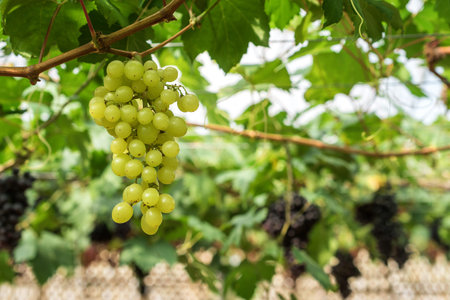 Large bunch of white wine grapes hang from a vine with green leaves. Nature background . Wine...