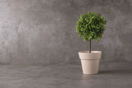 green potted plant, trees in the pot on table and dark background.の写真素材