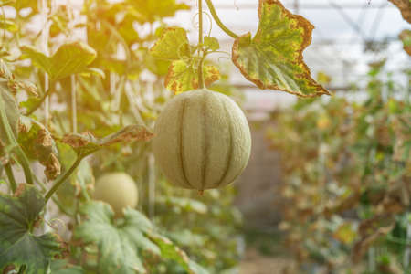 melons in the garden, Cantaloupe. Fresh melon on tree. selective focus.の写真素材