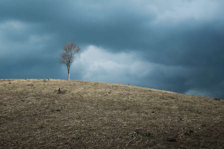 Spring landscape with a view of dead tree on a hill against the cloudy skyの写真素材