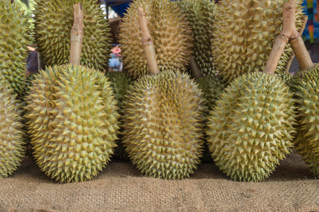 Group of durian in the market, Thailand.の写真素材