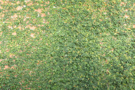 Old Texture brick wall, background, detailed pattern covered in ivy