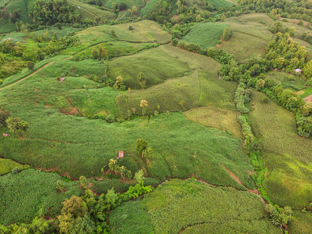 Rural landscape, Field of corn ready for harvest in the background the mountains, Top view aerial...