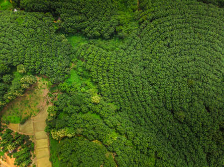 rubber trees industry on the Mountain in Thailand, Top view aerial photo from drone.の写真素材