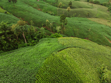 Rural landscape, Field of corn ready for harvest in the background the mountains, Top view aerial...