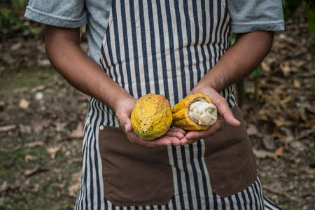 Cacao fruit, Fresh cocoa pod in hands with a cocoa plant in background.の写真素材