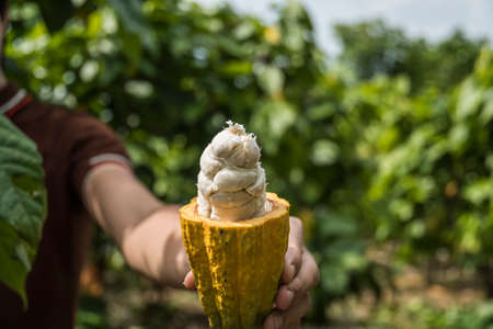 Cacao fruit, Fresh cocoa pod in hands with a cocoa plant in background.の写真素材