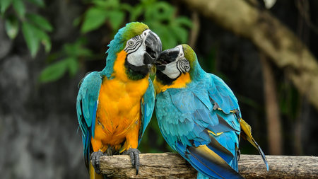 Birds are confined in the zoo. Birds lacking freedom to live in the wild, Macore Bird Hold on...