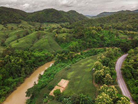 Corn industry on the Mountain in Thailand, Corn field under beautiful dark blue sky