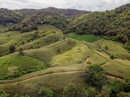 Corn industry on the Mountain in Thailand, Corn field under beautiful dark blue sky