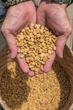a man's hands holding freshly aromatic coffee beans.の写真素材