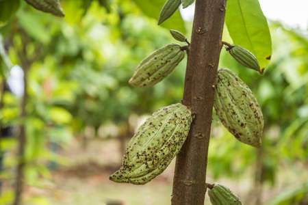 The cocoa tree with fruits. Yellow and green Cocoa pods grow on the tree, cacao plantation in village Nan Thailand.の写真素材