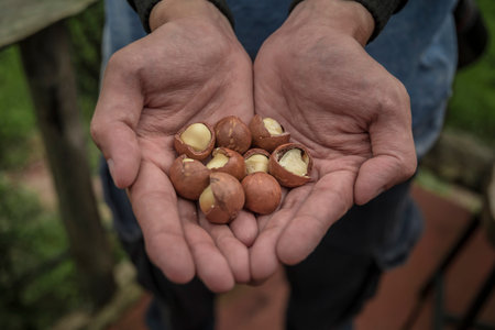 Macadamia in the hands of farmers, harvesting in the garden.