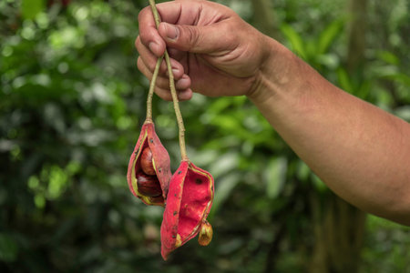 Sterculia monosperma, Chinese chestnut, Thai chestnut, Seven sister's fruit.