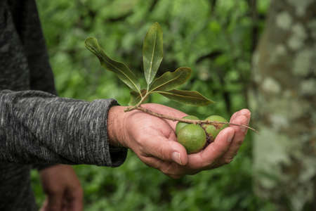 Macadamia in the hands of farmers, harvesting in the garden.の写真素材