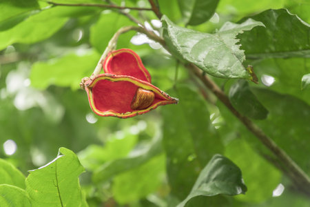 Sterculia monosperma, Chinese chestnut, Thai chestnut, Seven sister's fruit.