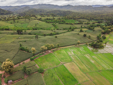 Corn industry on the Mountain in Thailand, Corn field under beautiful dark blue sky