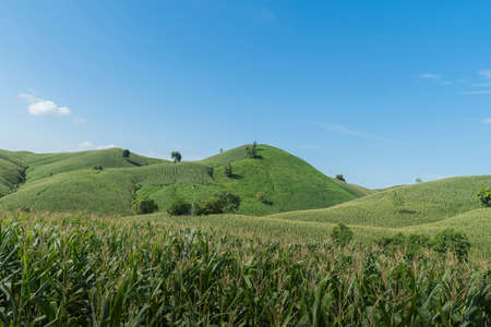 Corn industry on the Mountain in Thailand, Corn field under beautiful dark blue skyの写真素材